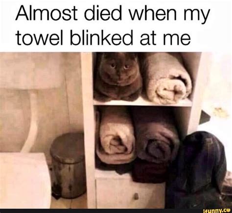 Almost died when my towel blinked at me - iFunny | Funny animal quotes ...