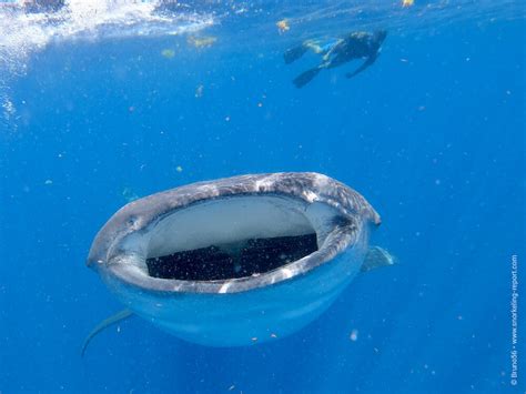 Snorkeling with Whale Sharks in the Mayan Riviera | Snorkeling in Mexico