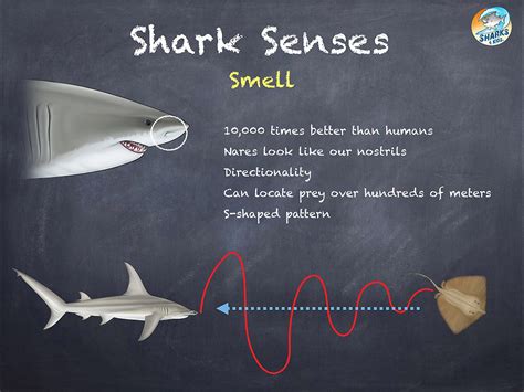 How Do Fish Utilize Their Five Senses For Survival