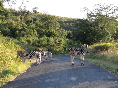 Durban Safari Park – Durban Safaris