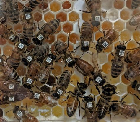 A Viral Battle In The Honey Bee Hive | Department of Ecology, Evolution ...