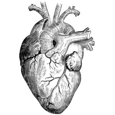 View Vintage Heart Anatomy Diagram PNG | World of Images