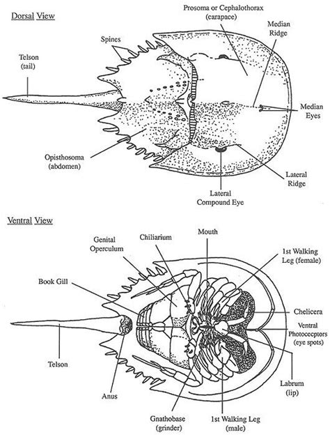 Quelicerados Merostomata Xiphosura Los Cangrejo De