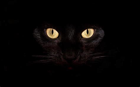 Abstract Black cat backgrounds Wallpaper | High Quality Wallpapers,Wallpaper Desktop,High ...