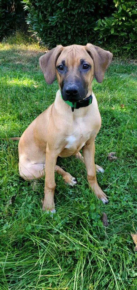 Rambo Rhodesian Ridgebacks - Rhodesian Ridgeback Puppies for Sale in ...