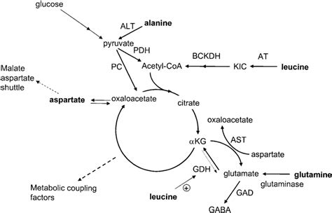 Disorders Of Amino Acid Metabolism