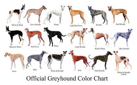 Greyhound Adoption League of Texas www.galtx.org — GALT eNews: Learn the 18 Colors of the ...