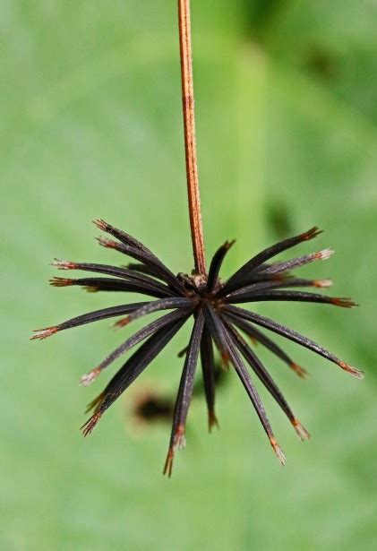 Cluster Of Blackjack Seeds Free Stock Photo - Public Domain Pictures