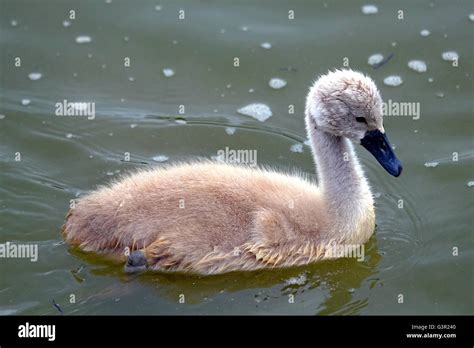 A young whooper swan cygnet (an ugly duckling Stock Photo - Alamy