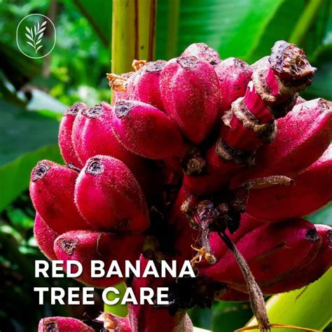 Red banana tree care Secrets for thriving, vibrant plants