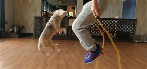 Athletic dog and owner set jump roping world record Athletic Dogs, Japanese Dogs, World Records ...