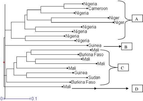 Dendrogram of distribution of diversity between Western Africa ...