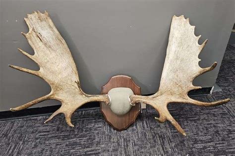 Large Set of Moose Horns - Kramer Auction LLC