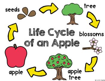 All About Apples! {Life Cycle, Apple Parts} by A is for Apples | TpT