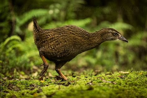 "Weka Bird In New Zealand" by Stocksy Contributor "Odyssey Stock" - Stocksy