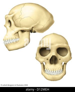 Homo neanderthalensis, Neanderthal Man Stock Photo - Alamy