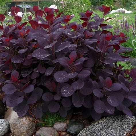 Cotinus Royal Purple - Smoke Bush - Garden Plants | Plants, Smoke bush ...