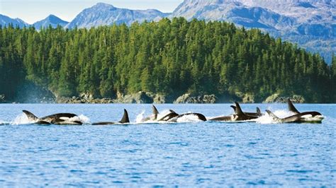 Alaska Wildlife - Alaska Animals & Marine Life - Princess Cruises