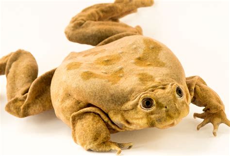 Endangered Frogs Bounce Back - Denver Zoo