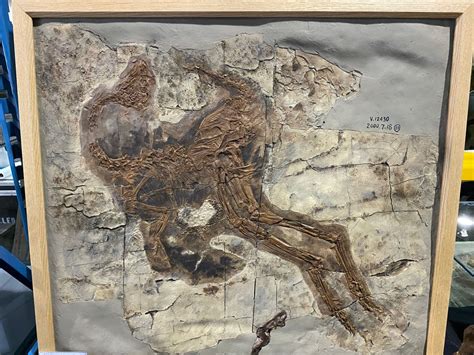 CAUDIPTERYX FOSSIL CASTS IN WOODEN FRAME