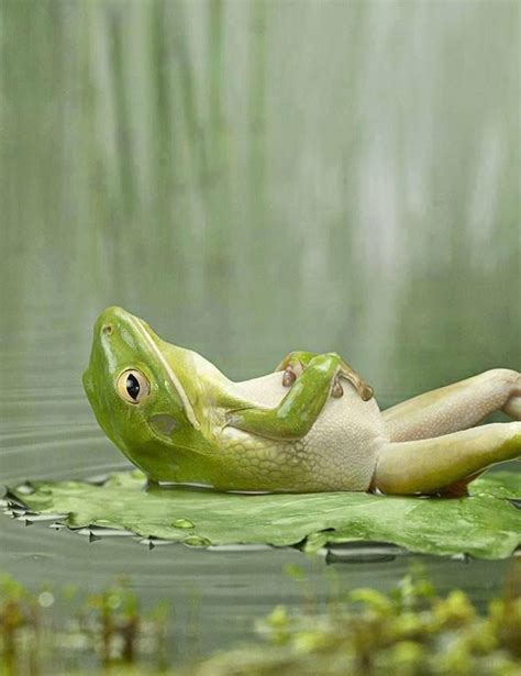 relaxing... | Funny animal pictures, Frog, Cute animals