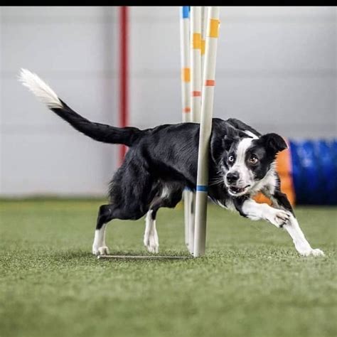 Dog Agility Weave Poles | Best Channel and AKC Regulation Weave Poles- J&J Dog Supplies