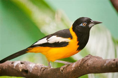 Turpial - National Venezuelan Bird/Ave Nacional Venezolana by Guillermo ...