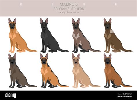 Belgian Malinois clipart. Different poses, coat colors set. Vector ...