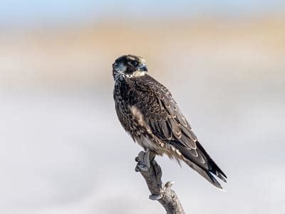 Peregrine Falcon Nesting: A Complete Guide | Birdfact