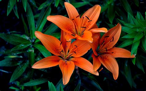 Orange lilies [3] wallpaper - Flower wallpapers - #40296