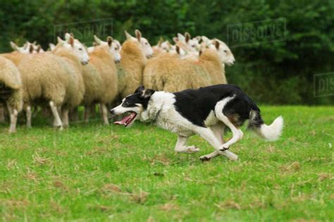 Livestock - Border Collie sheepdog rounding sheep up / United Kingdom ...