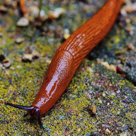 Are Slugs Harmful To Dogs If Eaten