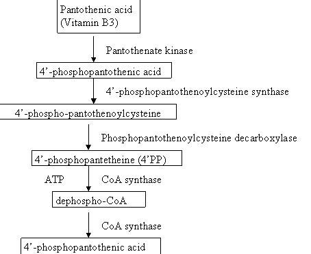 Coenzyme A Synthesis