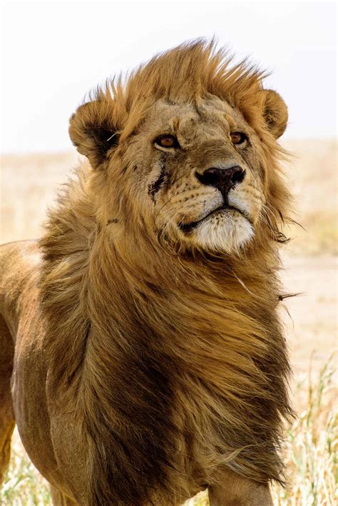 Serengeti lion | Monika Salzmann – Travel Photography