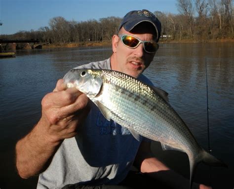 North Carolina River Fishing and Canoeing with Mack: Hickory Shad on The Roanoke with Aki, March ...