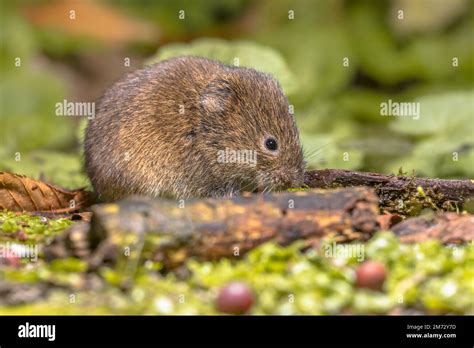 Field vole or short-tailed vole (Microtus agrestis) walking in natural habitat green forest ...