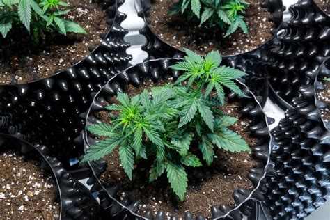 Growing Cannabis Indoors: The Beginner's Guide to Success - SoHum Living Soils