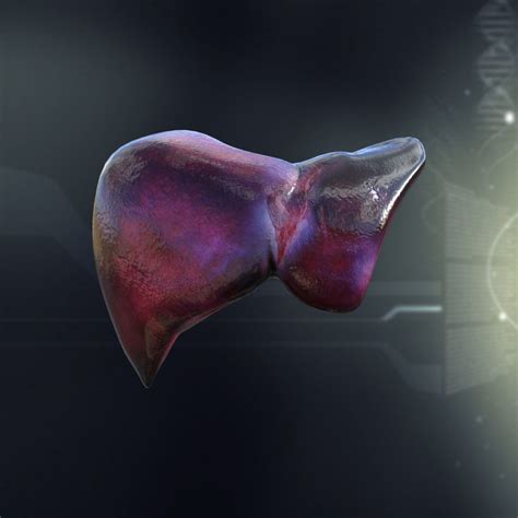 character 3D model Human Liver Anatomy | CGTrader