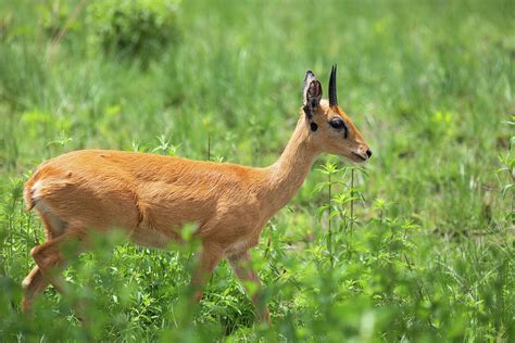 Cute Oribi antelope Ethiopia, Africa wildlife Photograph by Artush Foto - Fine Art America