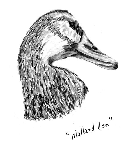 Head Of A Mallard Hen Drawing by Kevin Callahan