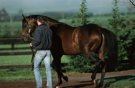 Stallion Analysis | Pedigree Consultants – thoroughbred pedigree consultancy, research and ...