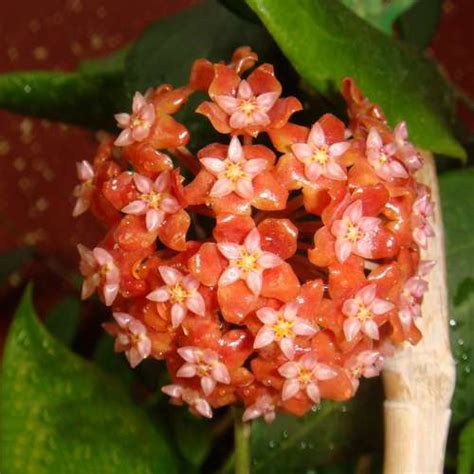 Multi-Varieties Hoya Carnosa Flower Seeds 100pcs/pack