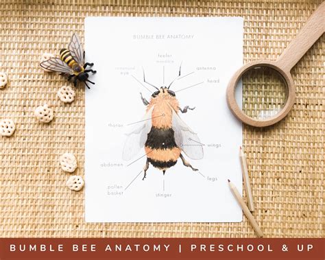 Bumblebee Anatomy Printable Educational Learning Nature - Etsy Canada