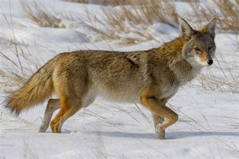 Coyote definition and meaning | Collins English Dictionary