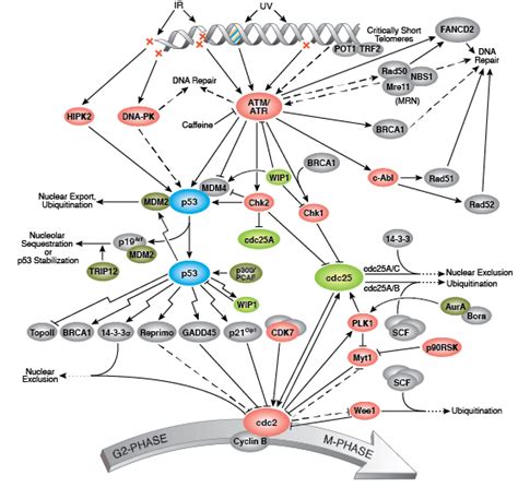 Cell Signaling Technology Pathways | CST