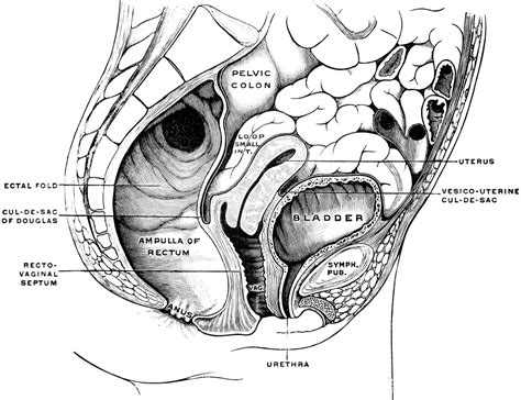 female Pelvis | ClipArt ETC