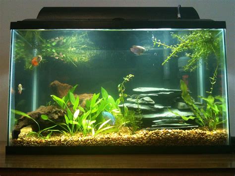 10 Gallon Tank - What live plants should I choose? | Aquarium Forum