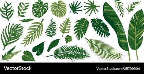 Tropical leaves on white background Royalty Free Vector