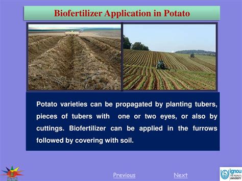 PPT - Biofertilizer recommended for set treatment of potato are Azotobacter and PSB culture ...