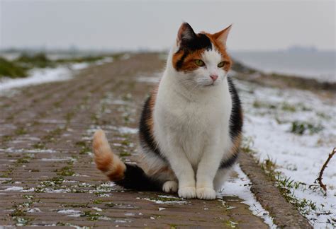 Snowy Cat - a photo on Flickriver